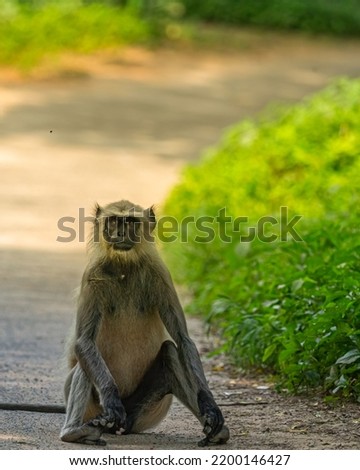 A Langoor sitting and blocking the road