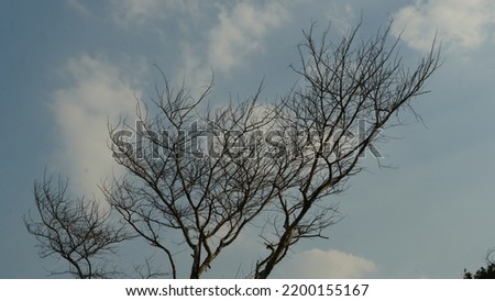 branches of a tree image. Beautiful nature photography.