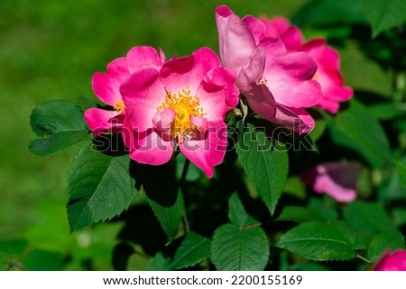 Flower of the dog-rose close up. (rosa canina) Royalty-Free Stock Photo #2200155169