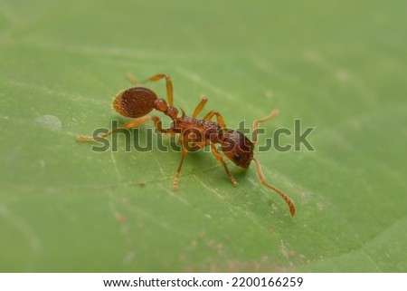 ant Myrmica rubra on a leaf