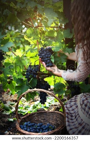A woman cuts a ripe bunch of dark grapes. Basket with grapes. An unrecognizable person. Autumn harvest. The season of agricultural work. Vertical photo. Royalty-Free Stock Photo #2200166357
