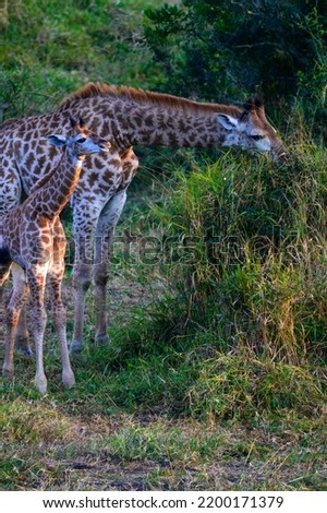 A giraffe and her calf feeding 