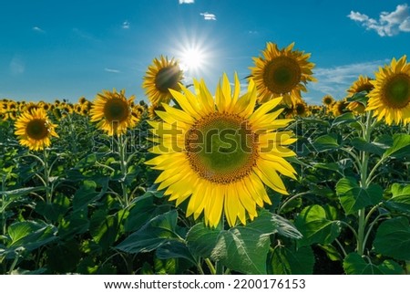 Sunflower fields and meadows. A picture of an advertisement for sunflower and vegetable oil. Botany. Cultivation of oilseeds. Harvest time. Sunflower seeds. Flowers in the sun. Sunbeam of hope.
