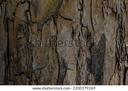  bark of a tree close up