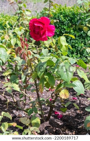 Erotica tehybrid tantau rose flower. Royalty-Free Stock Photo #2200189717