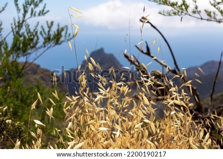 Selective focus on golden spring wild oat with scenic view on sharp rock formation in the Teno mountain massif, Tenerife, Canary Islands, Spain, Europe. Hiking trail between village Masca and Santiago Royalty-Free Stock Photo #2200190217