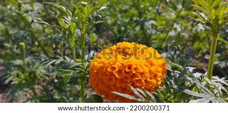 Tahi kotok or match bottles, known in Indonesia as gumitir flowers, Mexican marigolds, African marigolds are annual flowering herbs and belong to the Asteraceae family