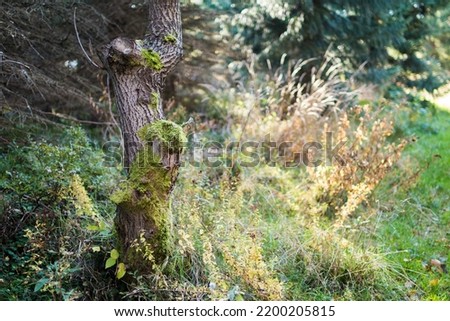 Oak tree trunk covered in moss, with shining yellow grass behind, a photo showing the pure and intimate atmosphere of a mountain forest in the Beskydy mountains, Silesia, Czech republic