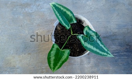 Picture of Three Beautiful Green Leaves in the Pot