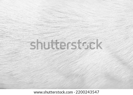 White fur dog short smooth texture grey background	
