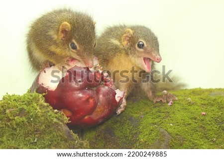 A pair of Javan treeshrews are eating pink Malay apples. This rodent mammal has the scientific name Tupaia javanica.