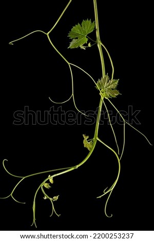 Vine branch with tendrils and young leaves, fresh young vine leaves, isolated on black background Royalty-Free Stock Photo #2200253237