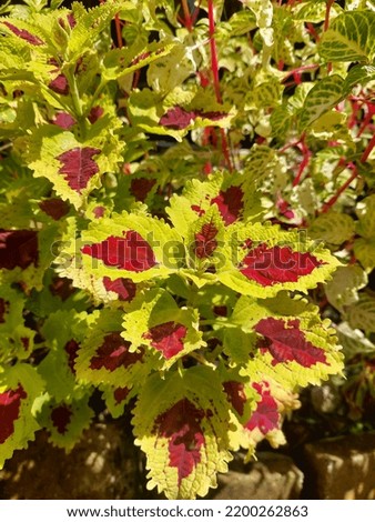 Yellow leaves with red patterns look fresh