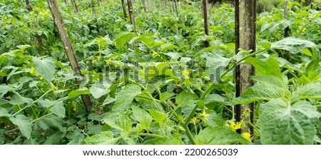 A very fertile tomato plant begins to bear fruit in the Pepperake Tomato Garden, Tidore Island City, North Maluku, Indonesia