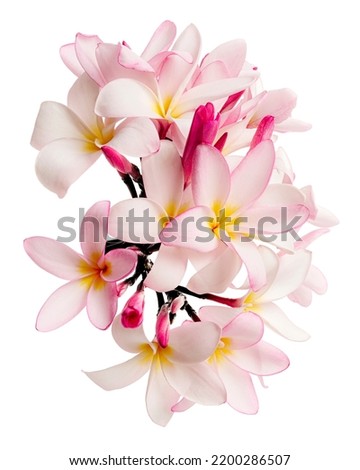 Pink Plumeria flowers (Frangipani), Fragrant pink flower blooming on branch, isolated on white background, with clipping path                                             
