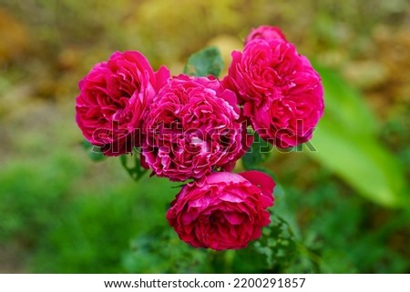The red roses in the rose garden are very beautiful. which is a symbol of true love                              