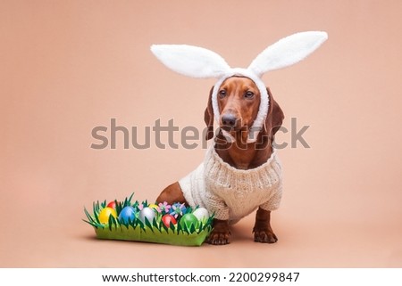 funny dachshund in a knitted sweater on a beige background with white rabbit ears and colored eggs. Easter concept, studio photo