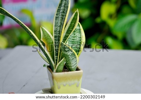 Sansevieria trifasciata Prain, Snake plant or Mother in laws tongue in the flower pot Royalty-Free Stock Photo #2200302149