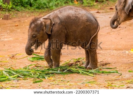 Hairy baby elephant eating with a larger one.