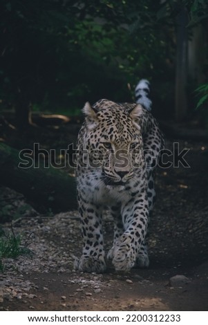 Persian leopard walking through a dark forest