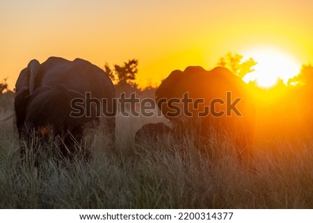 elephants walk against the sunset
