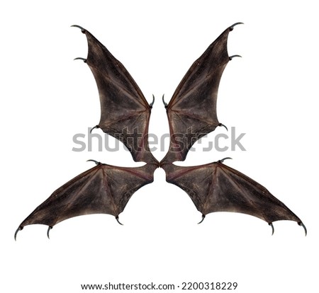 devil wings  isolated on white.