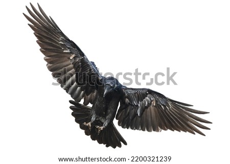 Birds - flying Common Raven Corvus corax isolated on white background
