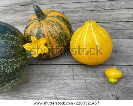 Preparing for Halloween.  Beautiful pumpkins are waiting for Halloween