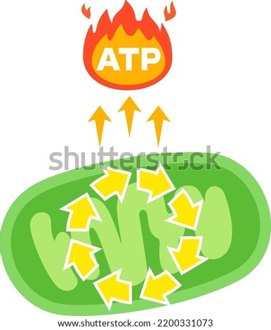 Image of mitochondria and citric acid cycle Royalty-Free Stock Photo #2200331073