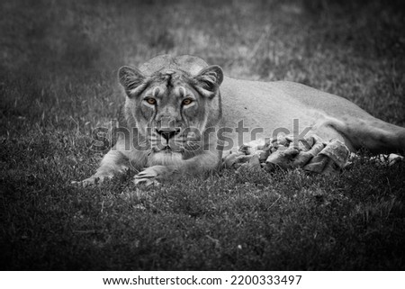 Majestic Asiatic Lion Portrait in green background. Male, female lion in nature in India. Black and white, black background.