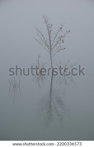 Bare tree over lake in winter. Guadalajara, Spain