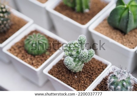 Cactus and Succulent in the green house.