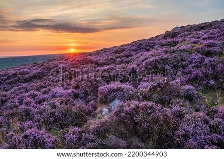 Stunning late Summer sunrise in Peak District over fields of heather in full bloom around Higger Tor and Burbage Edge Royalty-Free Stock Photo #2200344903