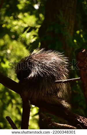 Wild quilled porcupine sitting in the crook of a tree in the summer.