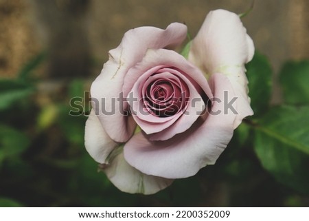 Purple roses are in bloom. Purple roses represent charm, splendor, magic, and mystery, making the meaning of the color of this rose very inspiring, purple roses can represent love and mystical charm.