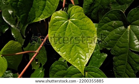 Young Betel Leaf in the front yard1