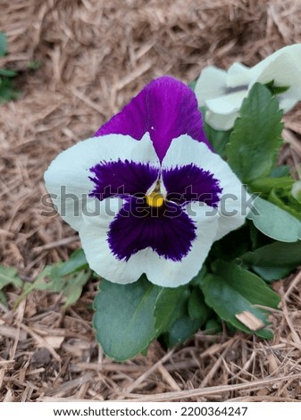 Pansy purple white green leaves