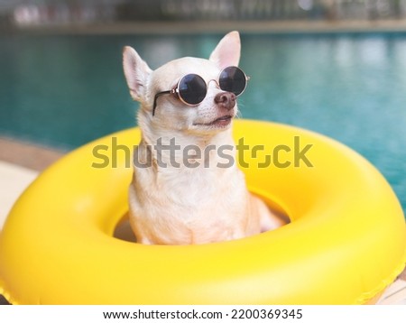 Portrait of brown short hair chihuahua dog wearing sunglasses sitting  in  yellow swimming ring or inflatable by swimming pool, lookig away.