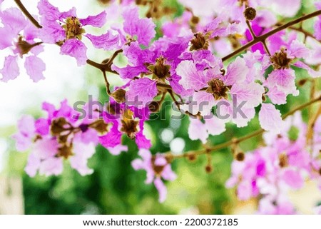 a photo of pink flowers