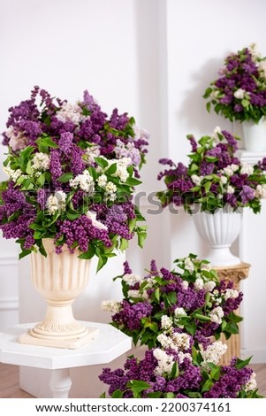 compositions from branches of live lilacs for decorating space, a photo zone from fresh flowers. purple lilacs in flowerpots.