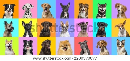 Collage of multiple dogs head portrait photos on a multicolored background of a multitude of different bright colors.  Royalty-Free Stock Photo #2200390097