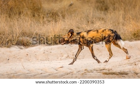 African wild dog ( Lycaon Pictus) in the evening sun, Sabi Sands Game Reserve, South Africa. Royalty-Free Stock Photo #2200390353