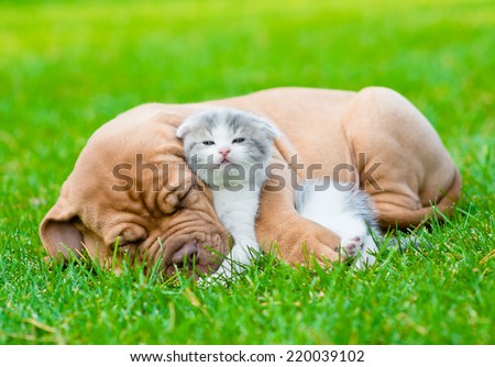 Sleeping Bordeaux puppy dog hugs newborn kitten on green grass Royalty-Free Stock Photo #220039102