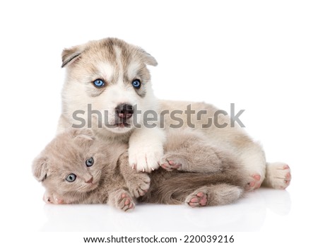 scottish kitten and Siberian Husky puppy playing together. isolated on white background