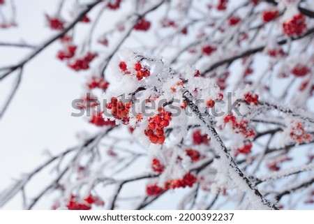 bunches of ripe red rowan covered with snow, frost on the branches, rowan tree in winter