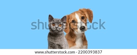 Cat and dog together looking at the camera on Blue background