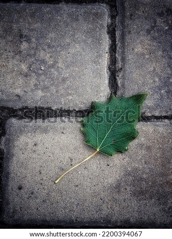 A fallen autumn poplar leaf on a gray concrete paving slab with a copy space. Autumn urban concept.