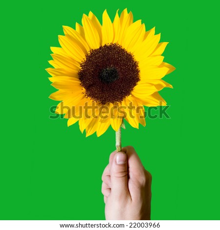 hand holding sunflower with copy space