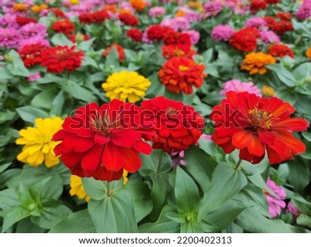 Common Zinnia or Zinnia elegans is one of the most famous flowering annuals of the genus Zinia Royalty-Free Stock Photo #2200402313
