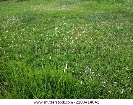 partially Green grass background texture.